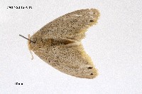 藏品(褐黃毒蛾)的圖片